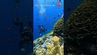 Jackson reef Tiran Island Sharm El Sheikh Und hupt shorts scubadiving egypt [upl. by Eb]