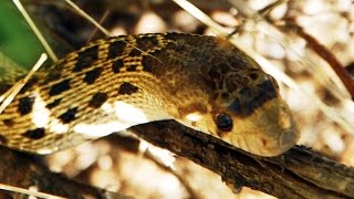 Gopher Snake  Pituophis catenifer catenifer [upl. by Hagan]