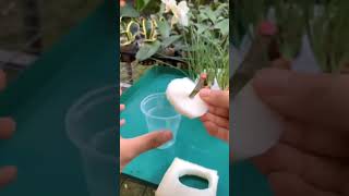 Orchid easy Propagation gardening plants flowers [upl. by Tilly]