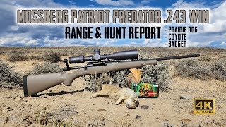 Mossberg Patriot Predator 243 Win  Full Overview Range Test with Prairie Dog amp Coyote Hunt in 4K [upl. by Sulihpoeht]