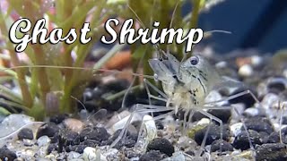 Ghost Shrimp [upl. by Tristam]