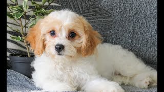 Cavachon Puppy for Sale [upl. by Eanrahs]