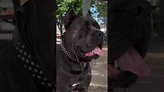 Cane corso dog 🔥😱 dengerous dog canecorso canecorsodog [upl. by Malcolm]