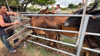 Vacunando a las novillas preñadas con embriones gyr para que no lo aborten [upl. by Pepita486]