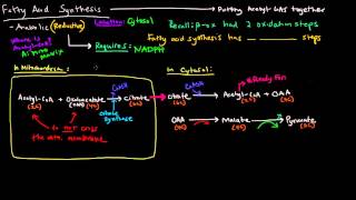 Fatty Acid Metabolism Part 8 of 8  Fatty Acid Synthesis Overview [upl. by Karb]