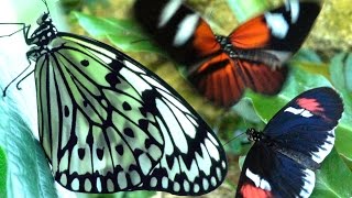 Butterflies Flying in Slow Motion HD  Houston Butterfly Museum [upl. by Paula493]