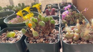 How to repot Ariocarpus plus Conophytum ornatum Copiapoa hypogaea Thelocactus hexadrophorus [upl. by Lovering]