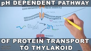 pH Dependent Pathway of Protein Transport to Thylakoid [upl. by Onofredo808]