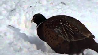 Nova Scotia Pheasants [upl. by Hnid667]