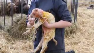 Bocketts Farm  Shetland Sheep lambing [upl. by Sitto]