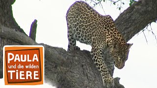 Was macht der Leopard im Baum  Reportage für Kinder  Paula und die wilden Tiere [upl. by Farrel]