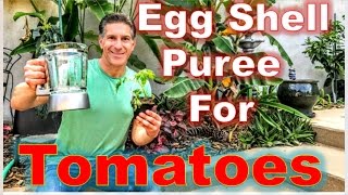 TOMATO CARE  EGG SHELL PUREE  NPKCA  PEST CONTROL  IV ORGANIC PLANT GUARD [upl. by Fesoj]