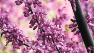 2PK Chinese Redbud Tree Cercis Avondale [upl. by Yevad635]