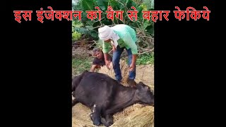 Mastitis के इलाज में कौन इंजेक्शन Cow के लिए जानलेवा हैं  ये गाय बची कैसे [upl. by Joung933]