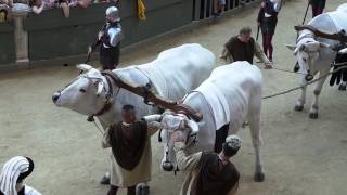 Palio di Siena 2 luglio 2016 Il Carroccio con Chianina oxenPalio flag for Winning ContradaParade [upl. by Cychosz]