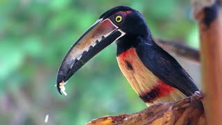 Collared Aracari enjoying a plantain Pteroglossus torquatus [upl. by Ahsieat]