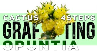 Grafting Cactus on Opuntia in 4 steps  Demos and 100 Results  Aftercare guidelines [upl. by Ynelram382]