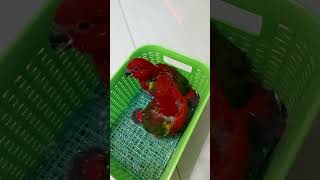 CHATTERING LORY BREEDING PROCESS lorius garrulus  nuriternate kasturiternate lory lorikeet [upl. by Lorna]