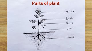 Parts of plant drawing easy  How to draw different parts of plant  Plant parts drawing easy ideas [upl. by Enneirb]