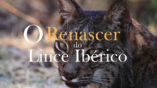 Documentary O RENASCER DO LINCE IBÉRICO [upl. by Eamon]