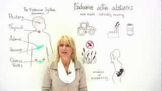 The Endocrine System and food safety [upl. by Akselaw]