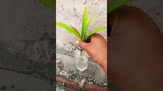 dracaena plant propagation in water plantlovers shprts [upl. by Faina]