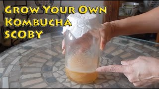 Grow Your Own Kombucha SCOBY From Starter Liquid [upl. by Engelbert]