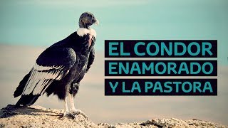 El condor enamorado y la pastora [upl. by Jasmin]