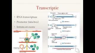 Genexpressie en genregulatie [upl. by Camilo]