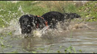 Unbekannte Gefahr Wasser aus Tümpel Dr Julia Rettberg in der Sendung tierisch vom 2542024 [upl. by Queena]