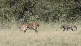 Cheetah confronts a leopard [upl. by Iy435]