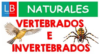 Animales VERTEBRADOS e INVERTEBRADOS para niños ✔👩‍🏫 PRIMARIA [upl. by Earehc628]