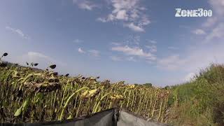 Vidéo de bande dannonce de chasse Team Brac hunting ramier pigeon becassine sanglier [upl. by Sinnod625]