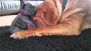 Dogue de bordeaux loves 4wk old french bulldog puppy [upl. by Ahsetan]