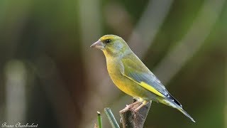 chant et cri du verdier  song amp call of greenfinch [upl. by Nihs]