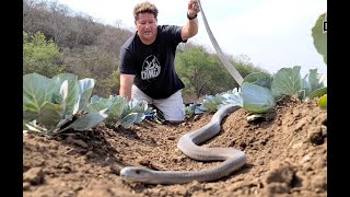 Close call with Black Mamba in a cabbage field [upl. by Eshman]