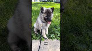 introducing the keeshond 🐕 a very cute pet breed keeshond [upl. by Lilah]