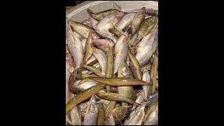 পাঁচমিশালি মাছ fish [upl. by Stulin102]