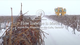 Icewine Harvest Finding the Sweetspot [upl. by Lonna]