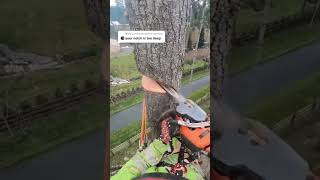 Climbing Arborist removing a tree in a tight spot [upl. by Isabel344]