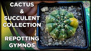 Repotting Gymnocalycium  Cactus amp Succulent Collection [upl. by Ahsytal409]