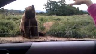 會打招呼的熊 Polite Bear Waves Hello  a waving bear [upl. by Baoj]