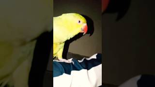 parrot alexander talkingparrot alex parrottalking alexanderparrot funny tlover bird cute [upl. by Pavlish511]