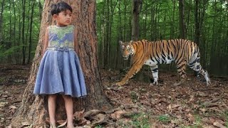 tiger attack man in the forest  tiger attack in jungle royal bengal tiger attack [upl. by Jobey]