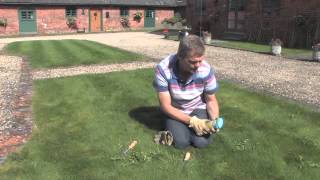 How to Get Rid of Weeds in the Lawn  Video  Roundup Weedkiller [upl. by Nidak]