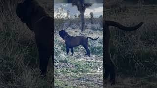 The Jumping Neapolitan Mastiff neapolitanmastiff canecorso mastiff mastiffsworldwide dog [upl. by Timmi]