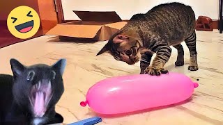 Funniest Cats And Dogs Videos 😁  Best Funny Animal Videos 2024 🥰11 [upl. by Napra]