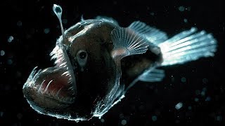 13 Glowing ALIEN Fish From The Deep Sea [upl. by Bubb]