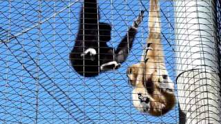 Gibbons  The Whooping Monkeys [upl. by Anam]