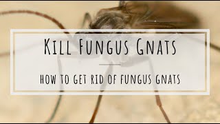 How to kill fungus gnats beneficial nematodes [upl. by Salta781]